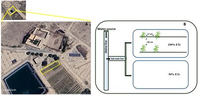 Investigation of the impact of dual inoculations of arbuscular mycorrhizal fungi and plant growth-promoting rhizobacteria on drought tolerance of maize grown in a compost-amended field under Mediterranean conditions